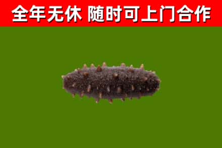 石龙区回收海参干